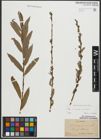 Foto von Salix purpurea L. x Salix viminalis L.